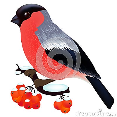 Bullfinch Vector Illustration