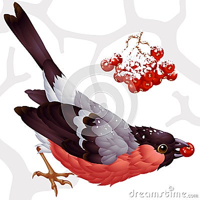 Bullfinch and ashberry Vector Illustration