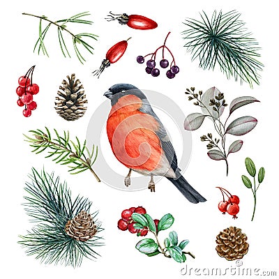 Bullfinch bird forest set. Watercolor illustration. Hand drawn small cute bullfinch bird, fir tree branch, cone, red Cartoon Illustration