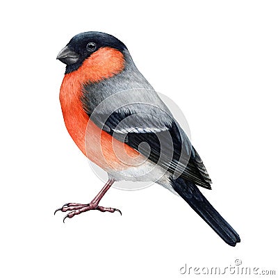 Bullfinch bird painted watercolor illustration. Hand drawn Pyrrhula pyrrhula bright Eurasian avian. Realistic bullfinch Cartoon Illustration