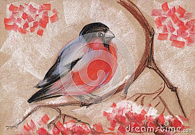 Bullfinch on a branch of mountain ash. Abstract hand drawn with soft pastel illustration Cartoon Illustration