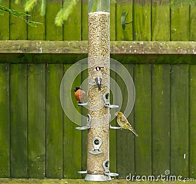 Bullfinch, Goldfinch,Greenfinch on feeder Stock Photo