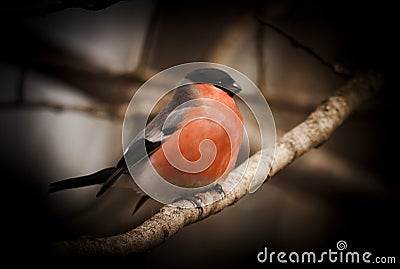 Bullfinch Stock Photo