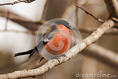 Bullfinch Stock Photo