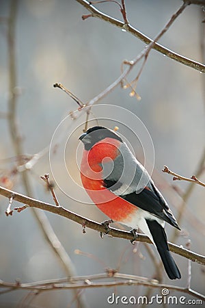 Bullfinch perched on a branch Stock Photo