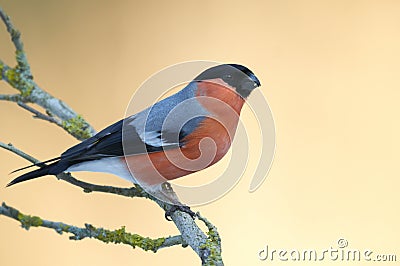 Bullfinch (Pyrrhula pyrrhula) Stock Photo