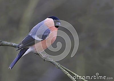 Bullfinch (Pyrrhula pyrrhula) Stock Photo