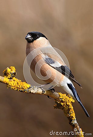 Bullfinch Pyrrhula pyrrhula female Stock Photo