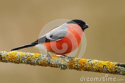 Bullfinch, Pyrrhula pyrrhula, sitting on yellow lichen branch, Sumava, Czech republic, red male songbird with green and yellow Stock Photo