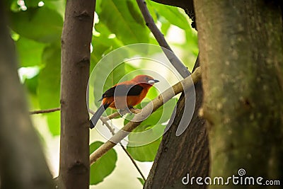 Bullfinch sitiing on branch Stock Photo