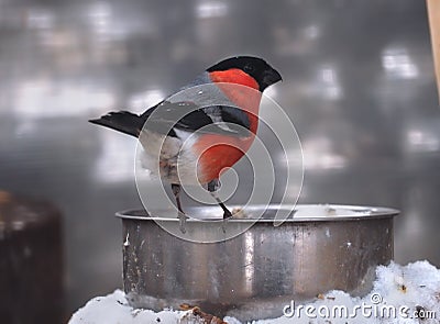 Bullfinch sitting on metal plate with snow Stock Photo