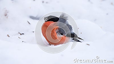 Bullfinch on the snow a very windy day Stock Photo