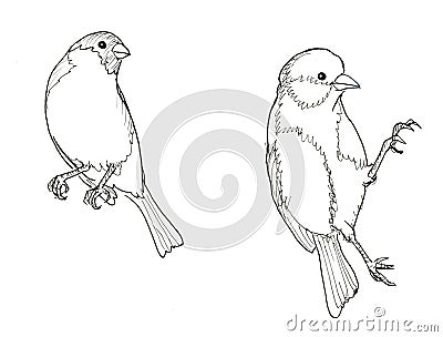 Bullfinch and titmouse Cartoon Illustration