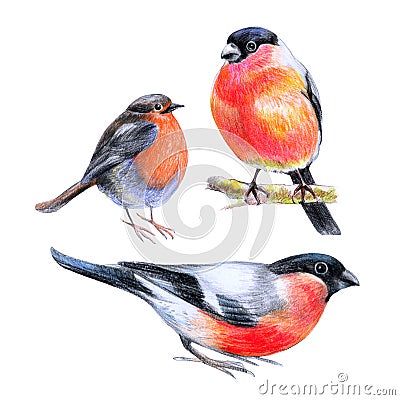 Birds drawing on paper. Stock Photo