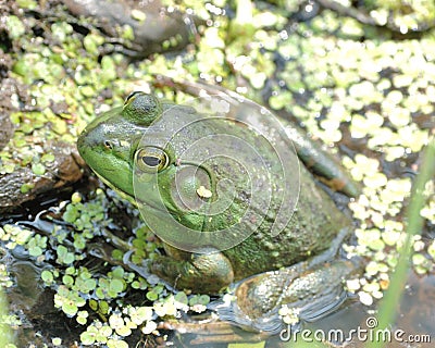 Bullfrog Stock Photo