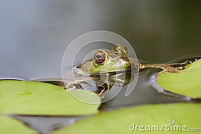 Bullfrog Stock Photo