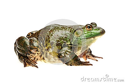 Bullfrog Stock Photo