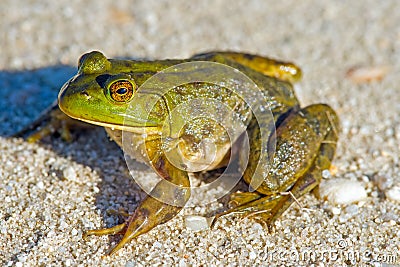 Bullfrog Stock Photo