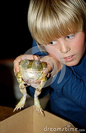 Bullfrog Stock Photo