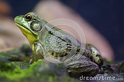Bullfrog Stock Photo