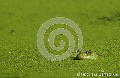 Bullfrog & Algae Stock Photo