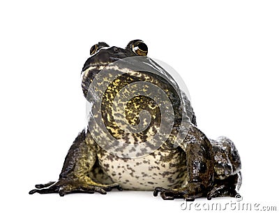 Bullfrog in front of a white background Stock Photo