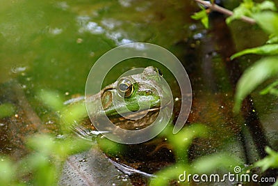 Bullfrog (Rana catesbeiana) Stock Photo