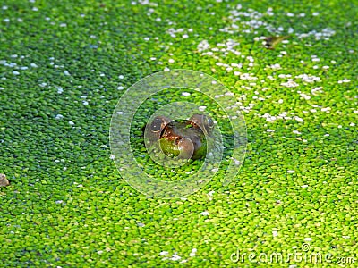Bullfrog Sits in Algae Pond with Only Head and Eyes of Frog Visible with Bright Gre Stock Photo