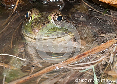 Bullfrog Sitting In A Swamp Stock Photo