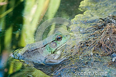 Bullfrog Sitting In A Swamp. Stock Photo