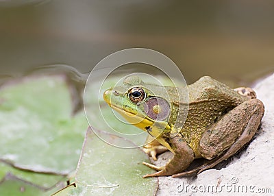 Bullfrog sitting in the water in a swamp. Stock Photo