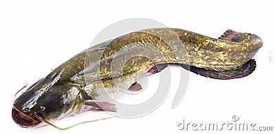 Bullhead fish Stock Photo