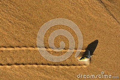 Bullia digitalis, the finger plough shell or plough snail Stock Photo