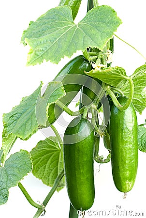 Bullish cucumbers Stock Photo