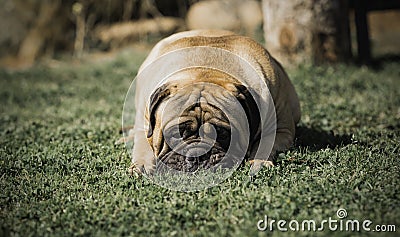 Bullmastiff breed dog lying on grass Stock Photo