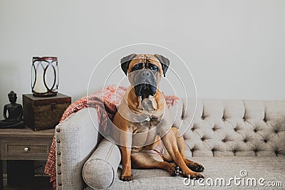 Bullmastiff on couch Stock Photo