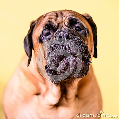 Bullmastiff dog barks pet portrait friendly animals Stock Photo