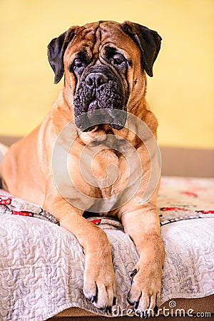 Bullmastiff dog lies on the sofa purebred red large pet portrait friendly animals Stock Photo