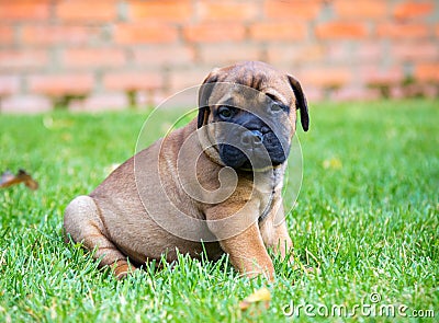 Bullmastiff puppy on a lawn Stock Photo