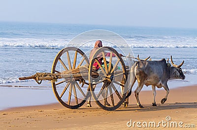 Bullock Cart at Indian Tropical Beach Stock Photo