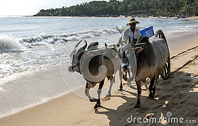 A bullock team move along the beach at Arugam Bay to collect baskets of fish. Editorial Stock Photo