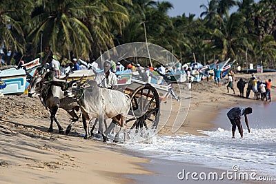 A bullock team move along the beach at Arugam Bay to collect baskets of fish. Editorial Stock Photo