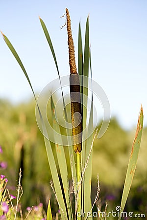 A bullrush in the evening sun Stock Photo