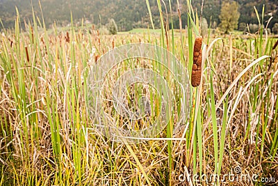 Bullrush Stock Photo