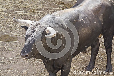 Bulls of Lidia in the corrals of the square Editorial Stock Photo