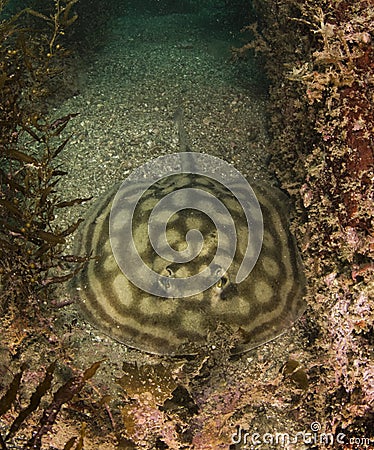 Bullseye Stingray Stock Photo