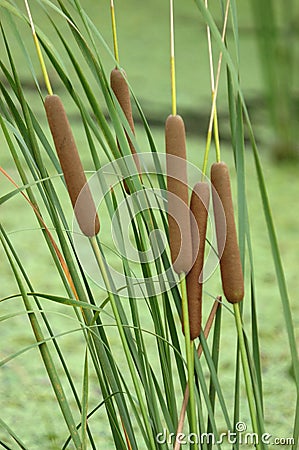 Bulrush Stock Photo