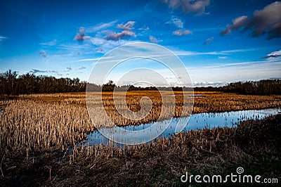 Bulrush bed Stock Photo