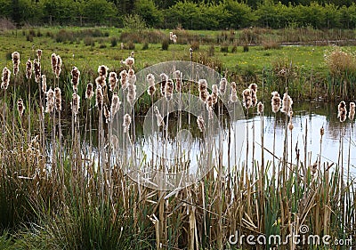 Bulrush Bulrushes Reedmace Typha Typhaceae Fluffy Cattail Cobs Stock Photo