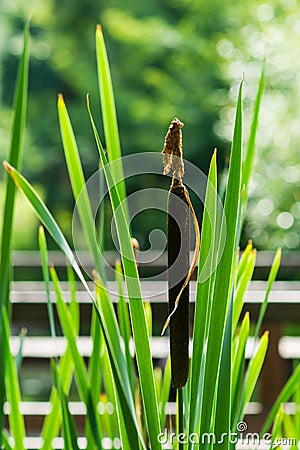 Bulrush Stock Photo